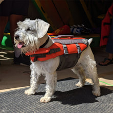 dog life jacket rental